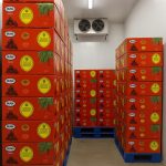 پخش خرما مضافتی