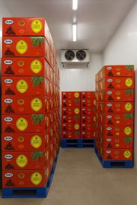 پخش خرما مضافتی