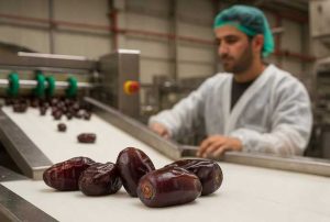 خرما مضافتی بم قیمت